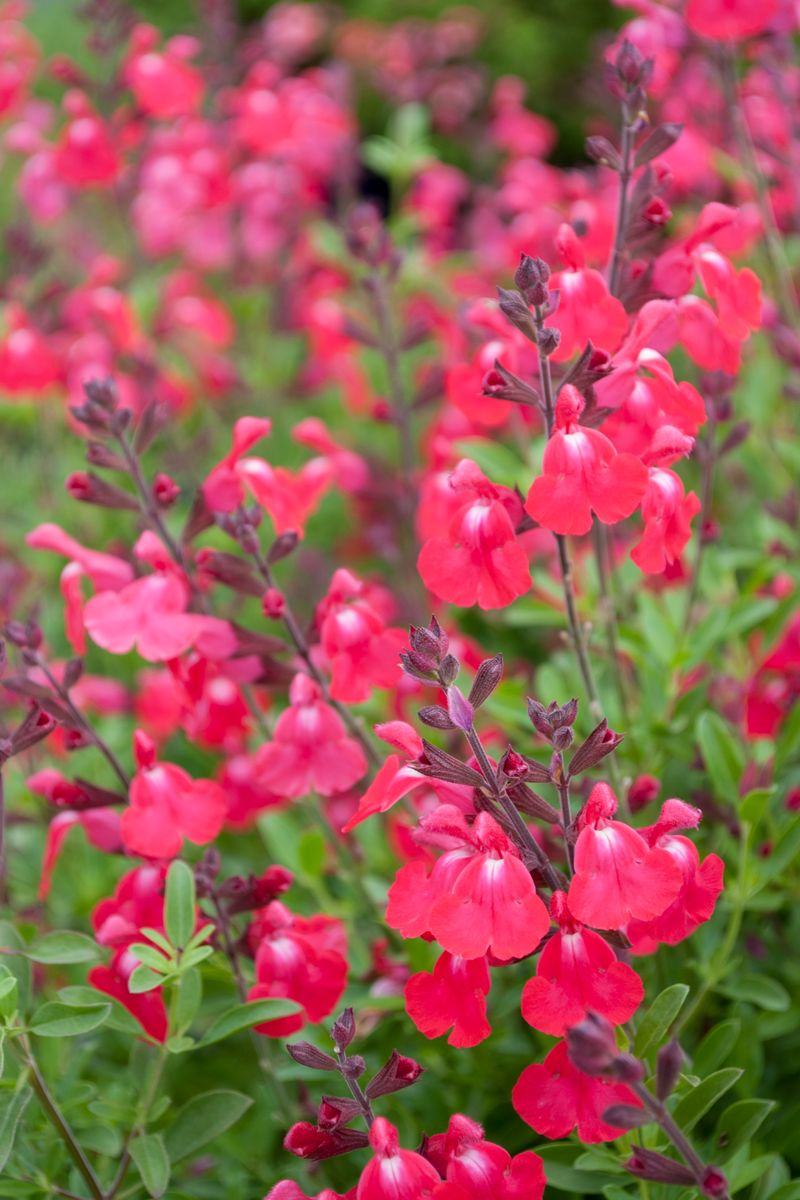 Plant Growers Australia - Salvia Sierra Red