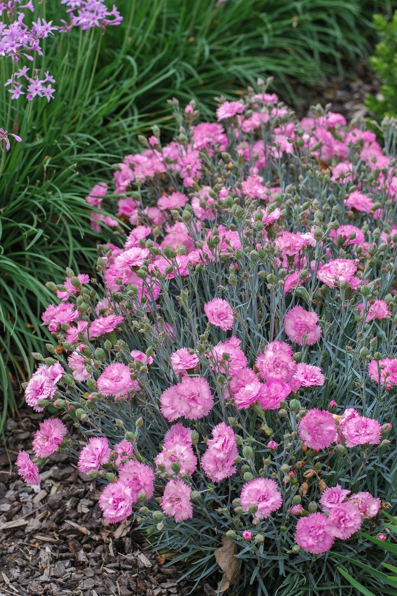 Plant Growers Australia - Dianthus Candy Floss