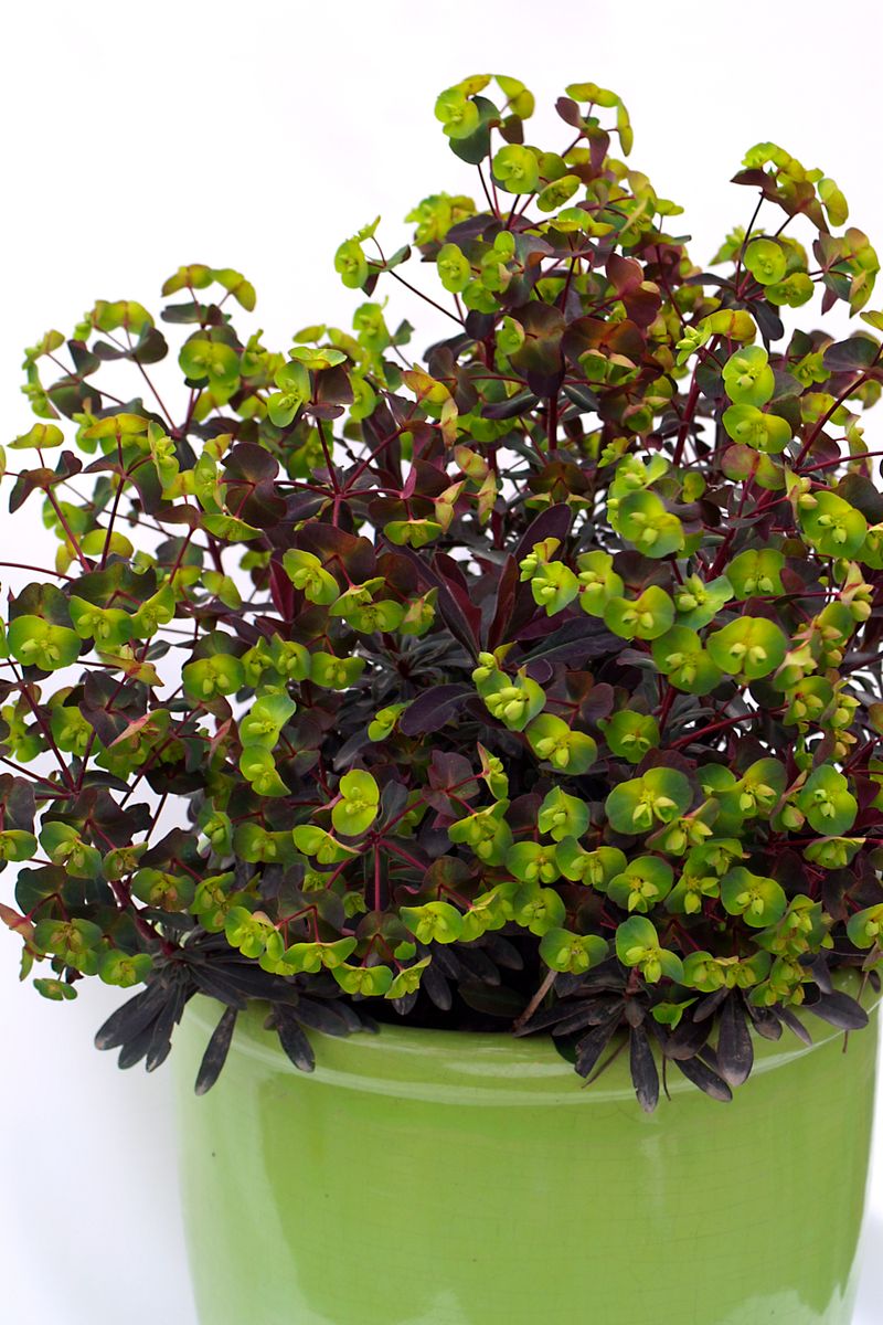 Plant Growers Australia - Euphorbia Craigieburn