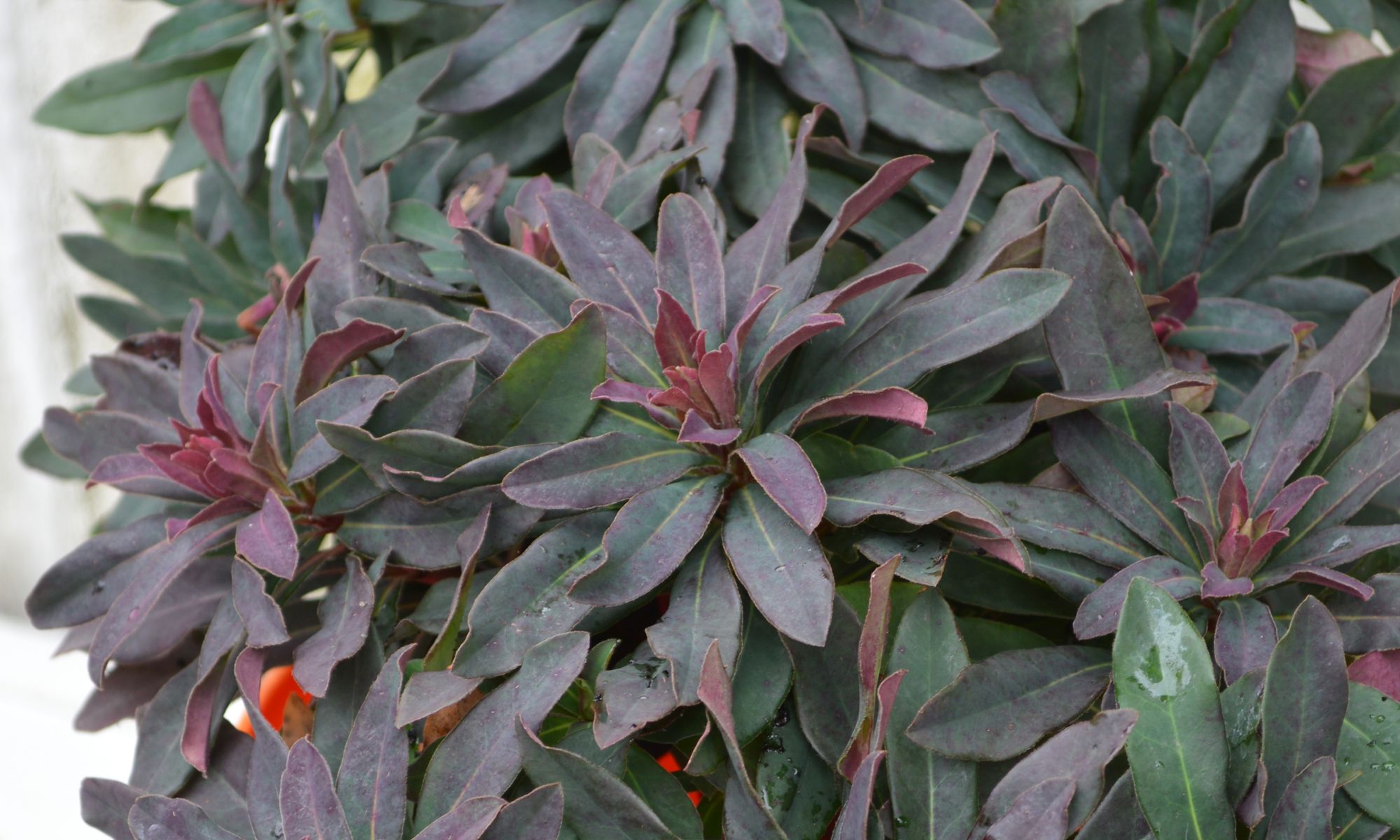 Plant Growers Australia - Euphorbia Craigieburn