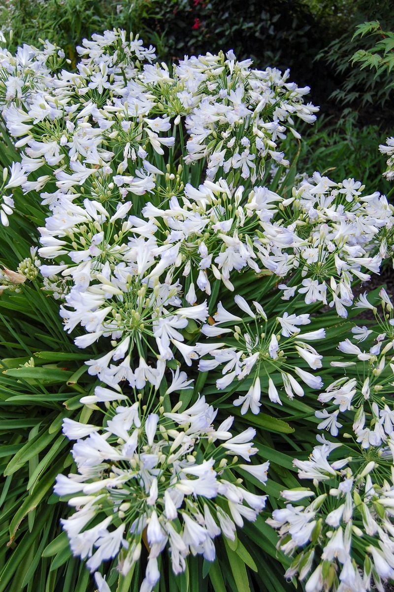 Plant Growers Australia - Agapanthus Silver Baby