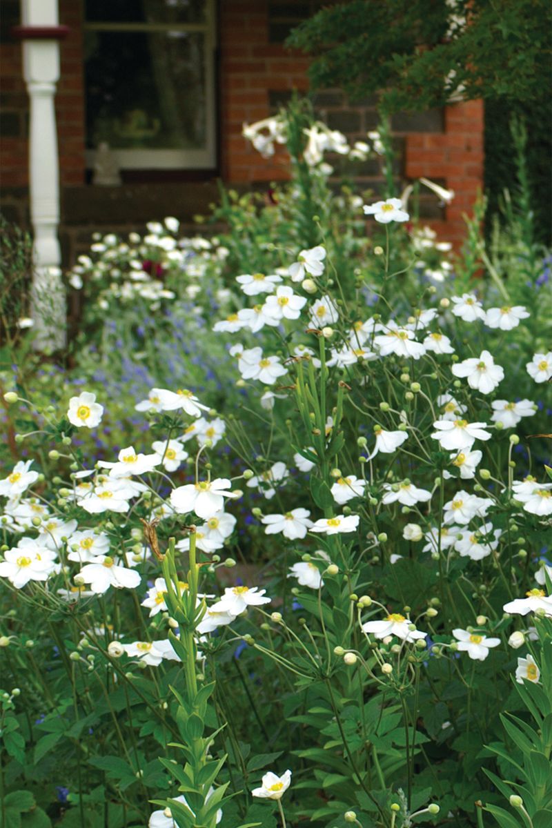 Plant Growers Australia - Anemone White Windflower
