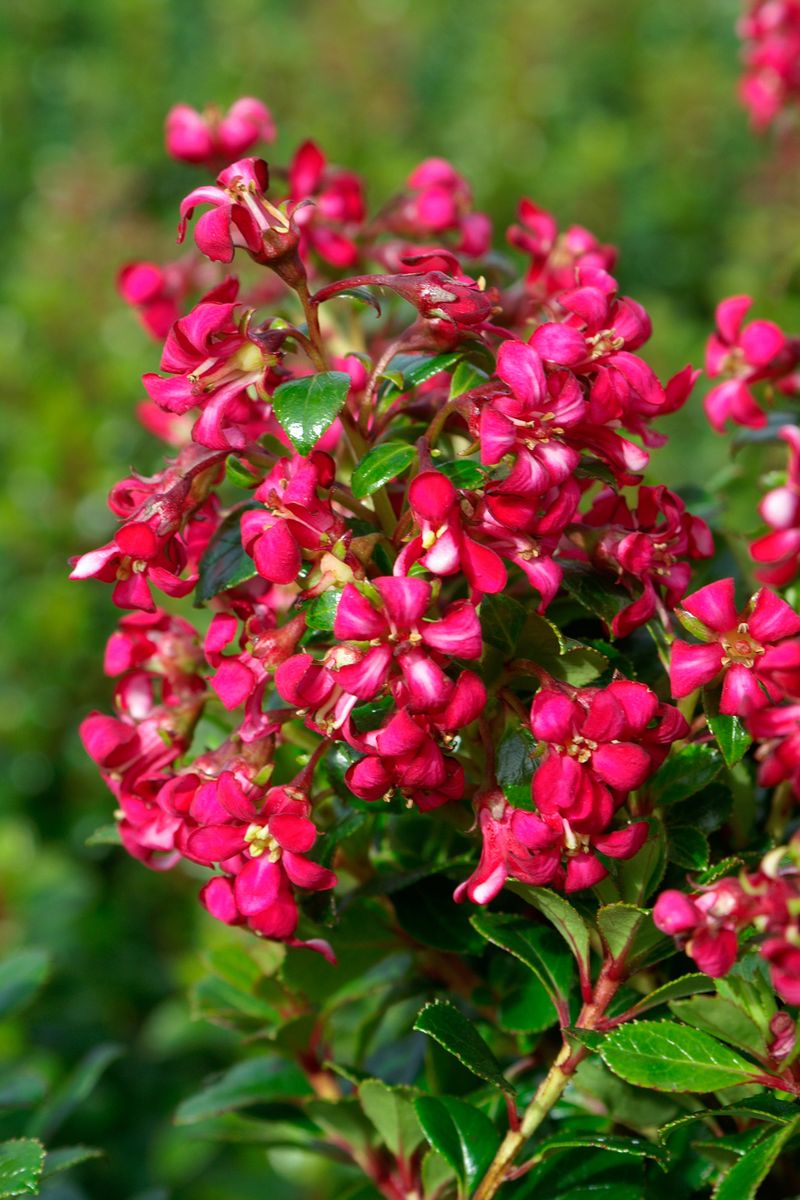 plant growers australia - escallonia dwarf pink hedge with an edge®
