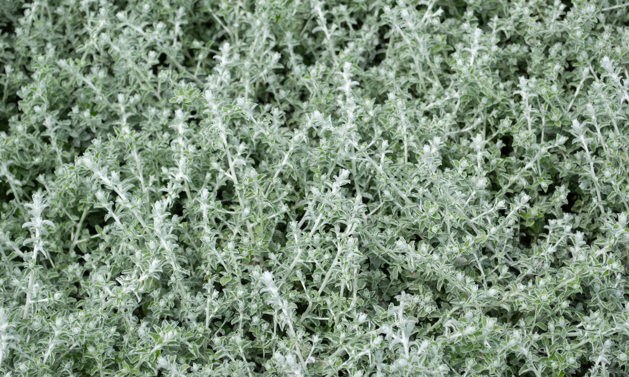 Plant Growers Australia Helichrysum Licorice