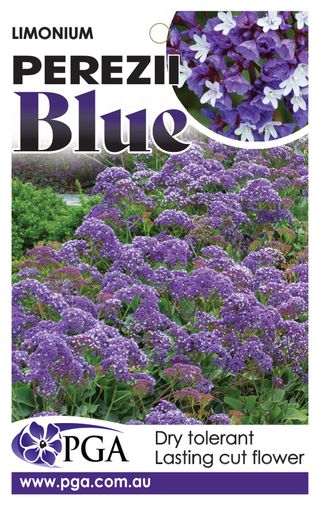 Plant Growers Australia - Limonium Perezii Blue