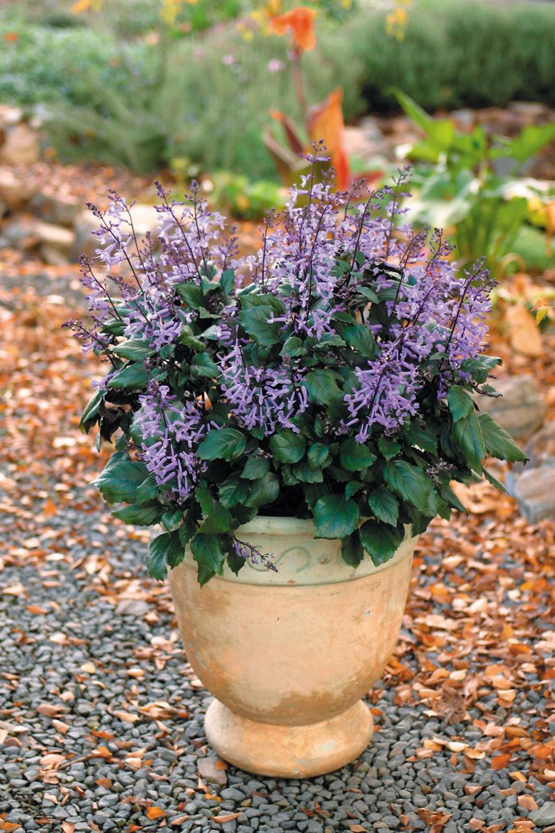 Plant Growers Australia - Plectranthus Mona Lavender