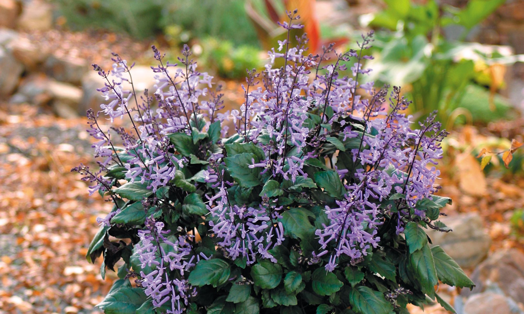 How to Grow and Care for 'Mona Lavender' Plectranthus