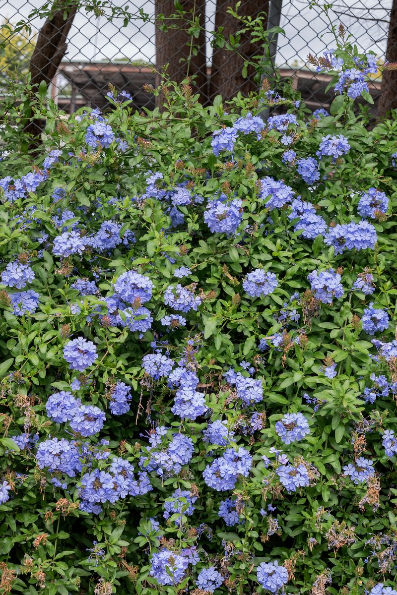 plant-growers-australia-plumbago-royal-cape