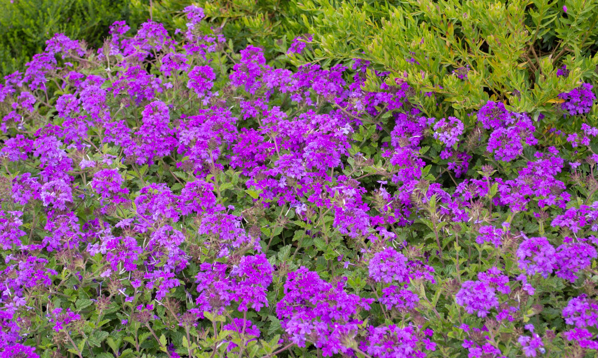 Plant Growers Australia - Verbena Homestead Purple