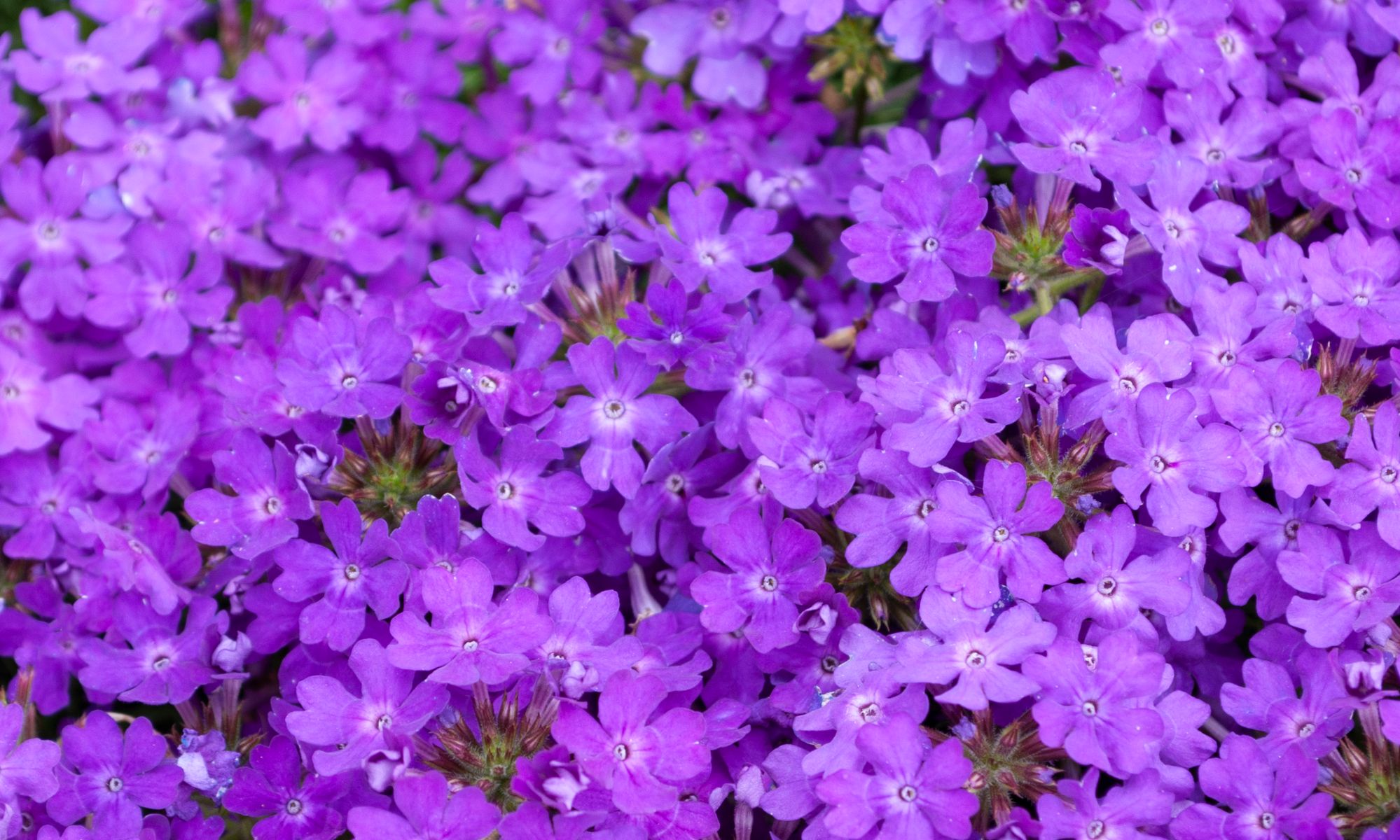 Plant Growers Australia - Verbena Purple Passion