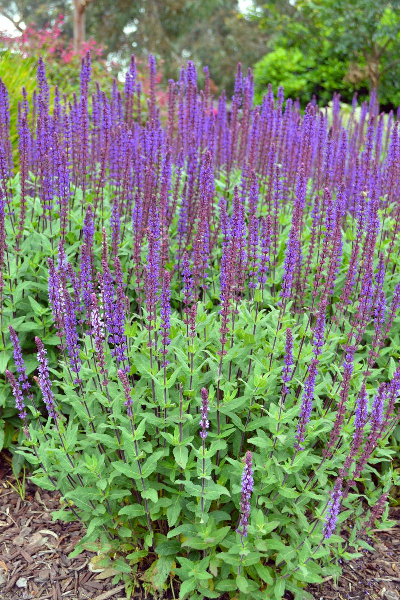 Plant Growers Australia - Salvia Caradonna