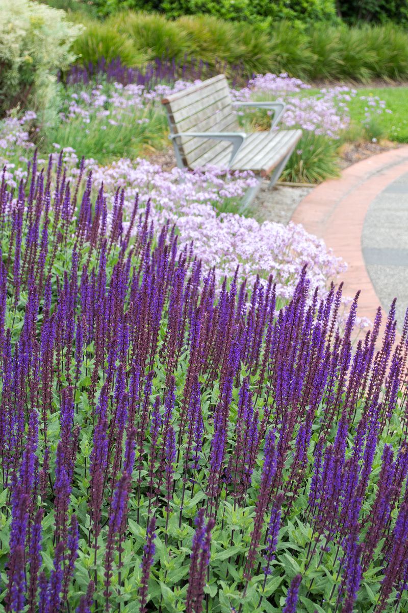 Plant Growers Australia - Salvia Caradonna