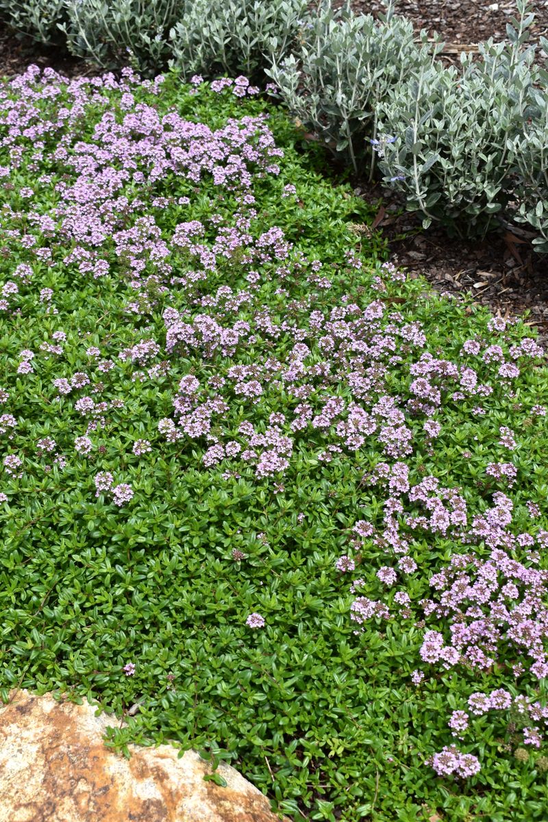 Plant Growers Australia Thymus Pink Buttons