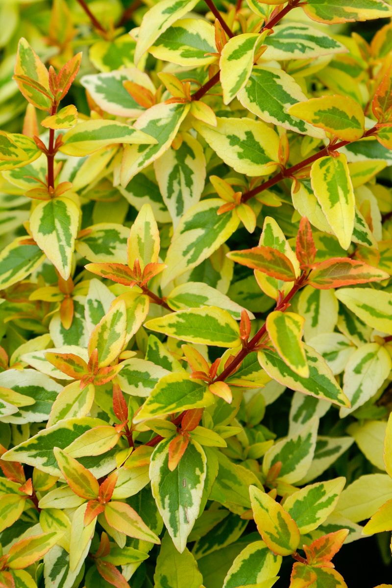 Plant Growers Australia - Abelia Kaleidoscope