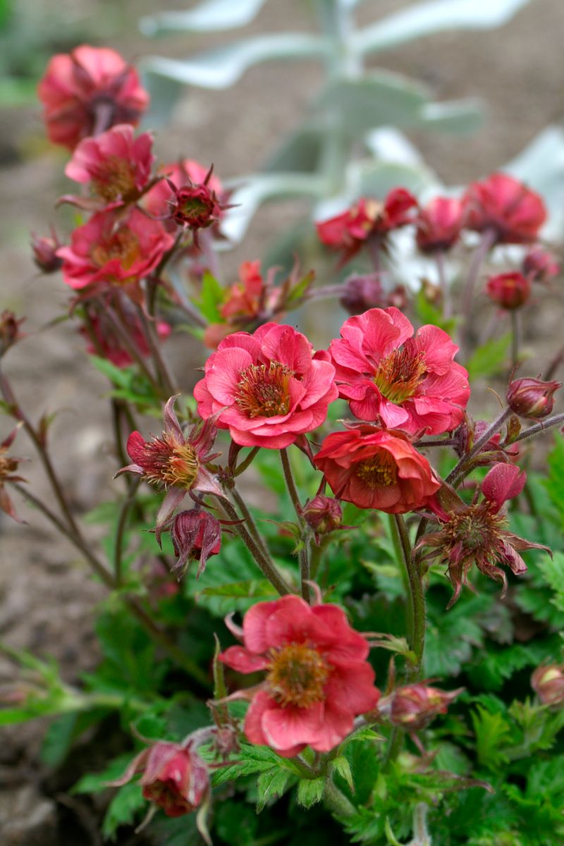 Plant Growers Australia - Geum JAZZY Flames of Passion