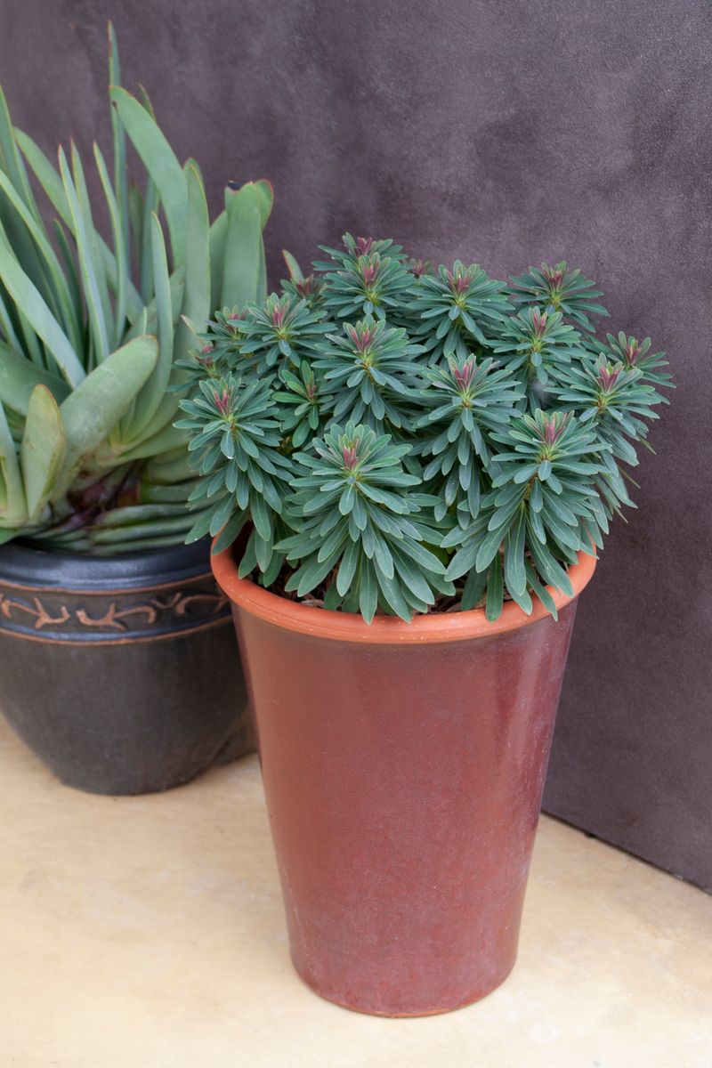 Plant Growers Australia Euphorbia Tiny Tim