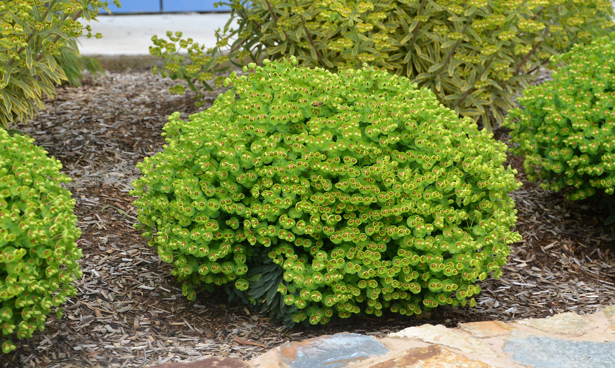 Euphorbia tiny tim plant