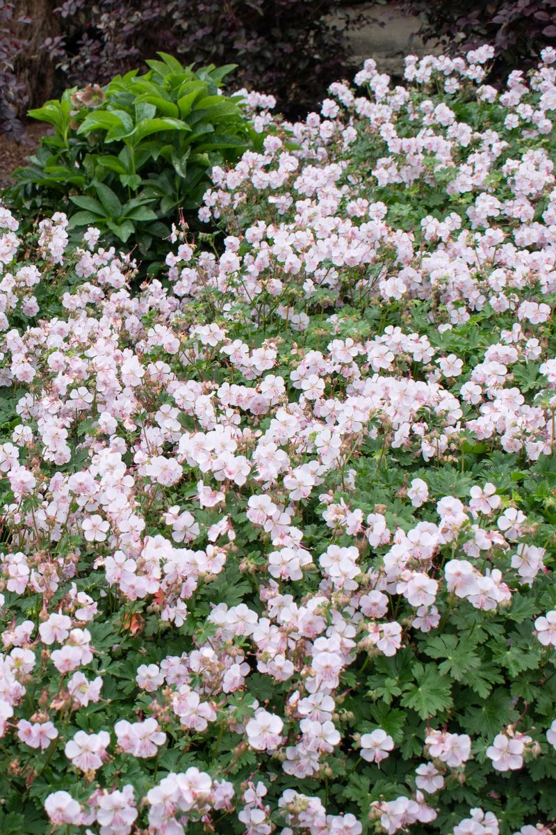 Plant Growers Australia - Geranium Biokovo