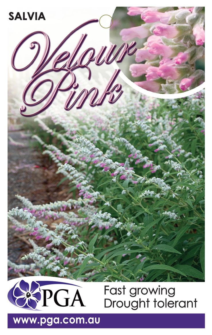 Plant Growers Australia - Salvia Velour Pink