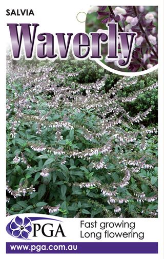 Plant Growers Australia - Salvia Waverly