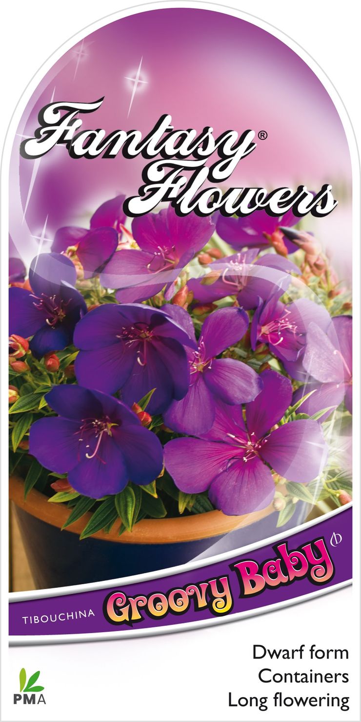 Plant Growers Australia Tibouchina Groovy Baby