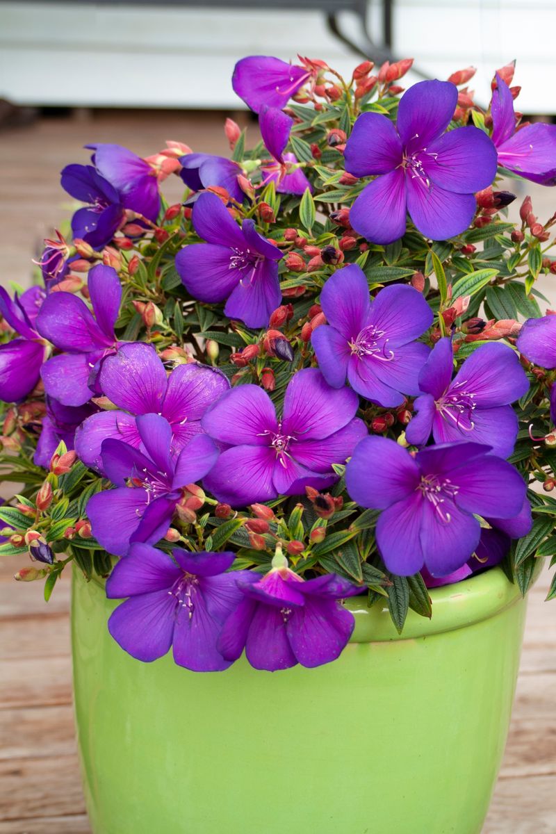 Plant Growers Australia Tibouchina Groovy Baby
