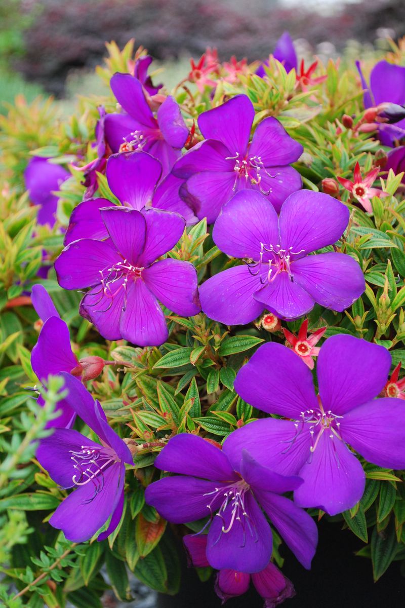 Plant Growers Australia Tibouchina Groovy Baby