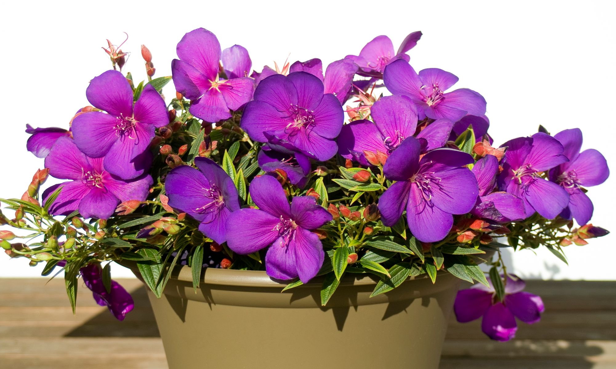Plant Growers Australia Tibouchina Groovy Baby