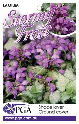 Plant Growers Australia - Lamium Stormy Frost