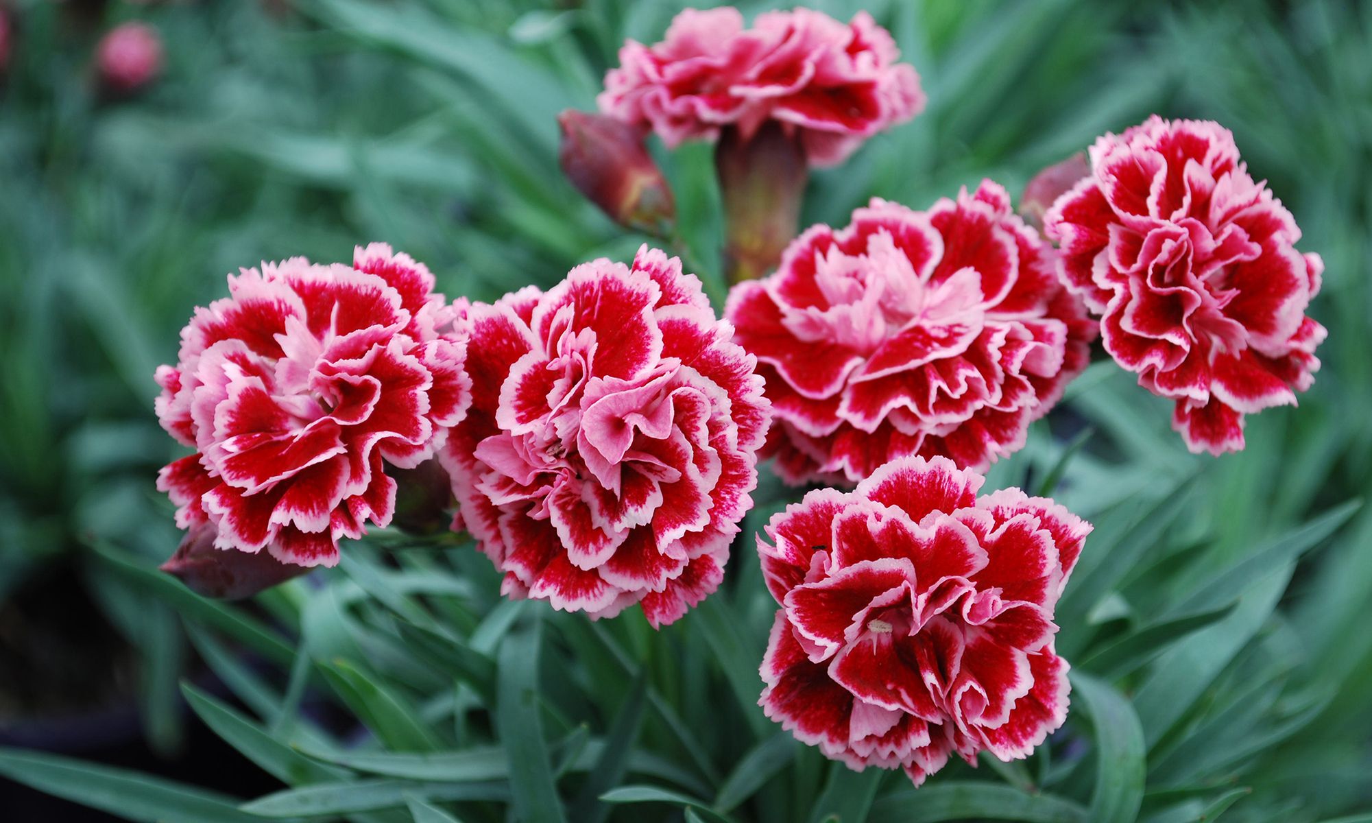 Plant Growers Australia - Dianthus Sugar Plum