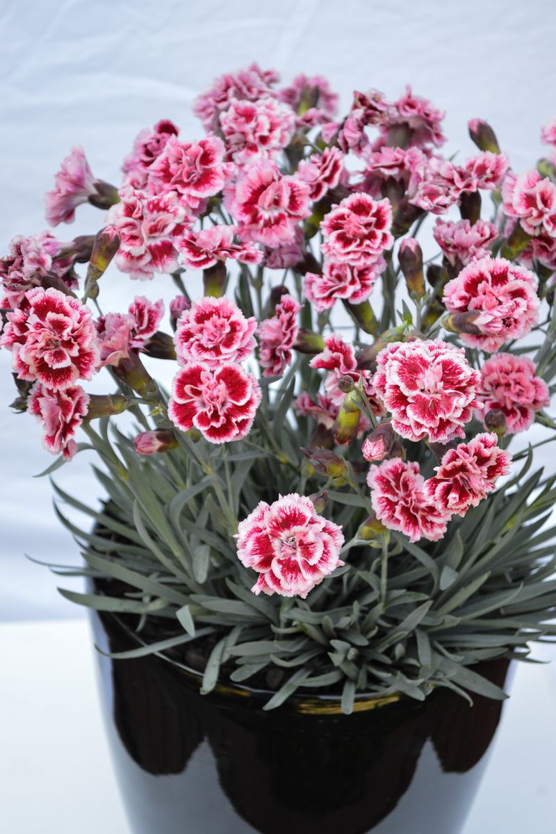 Plant Growers Australia Dianthus Sugar Plum