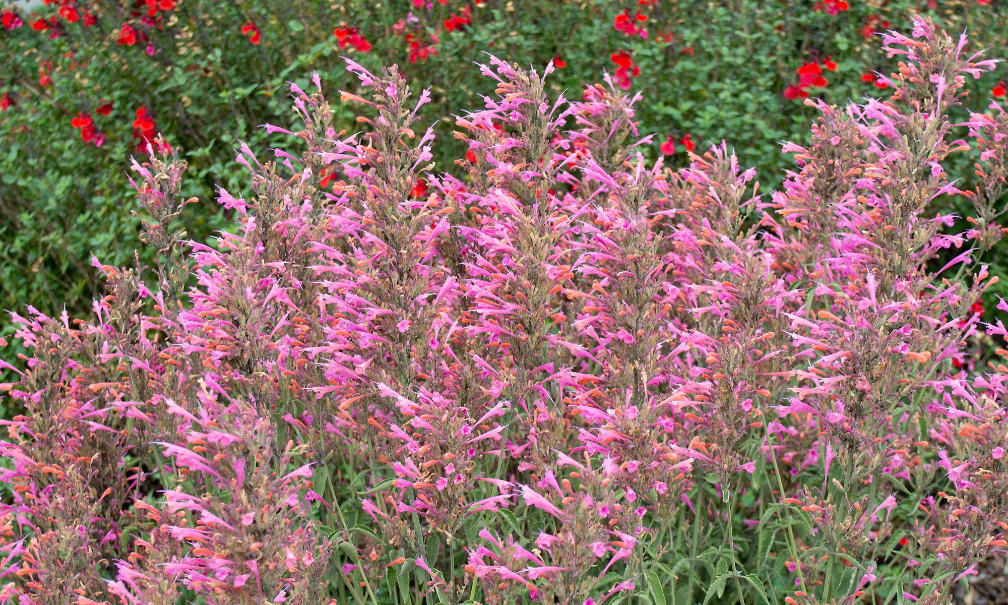 Plant Growers Australia Agastache Salmon and Pink Fiesta