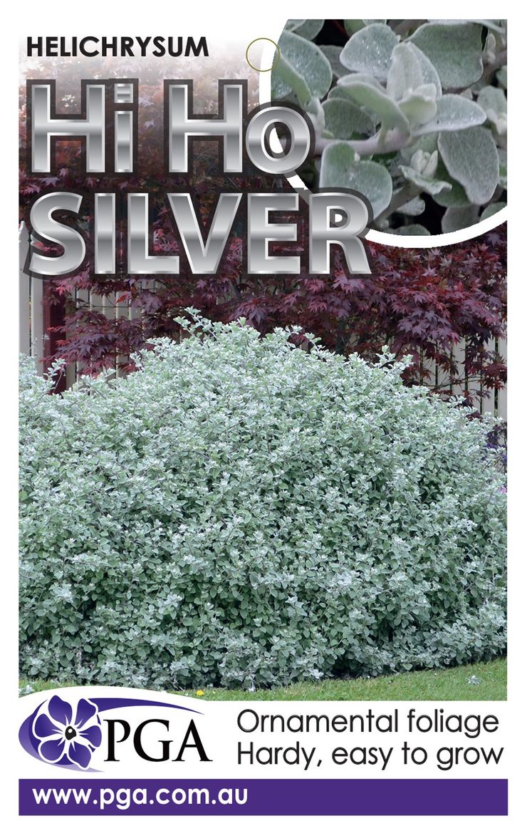 Plant Growers Australia Helichrysum Hi Ho Silver