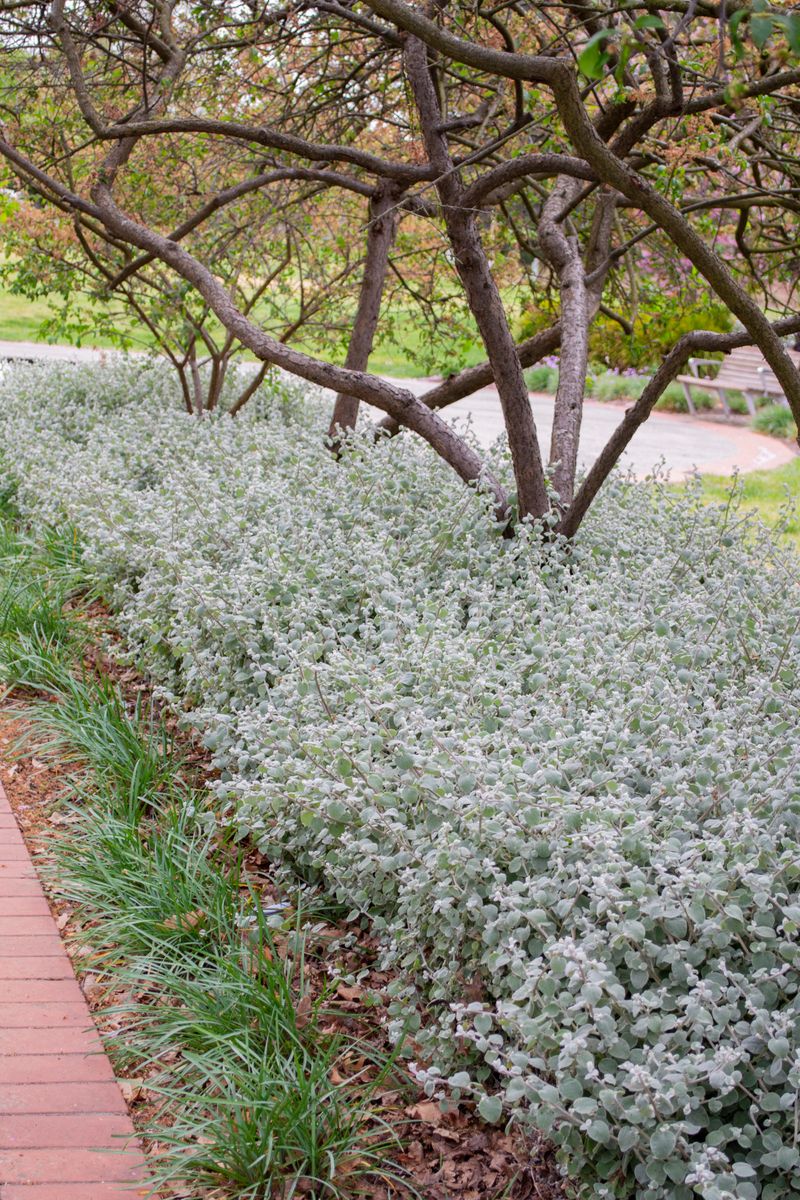 Plant Growers Australia Helichrysum Hi Ho Silver