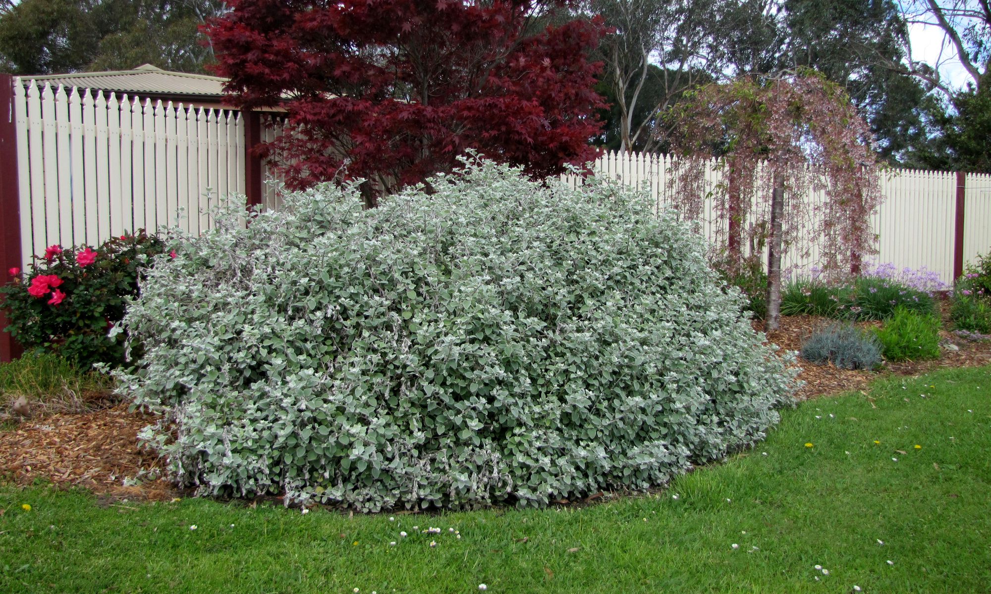 Plant Growers Australia Helichrysum Hi Ho Silver