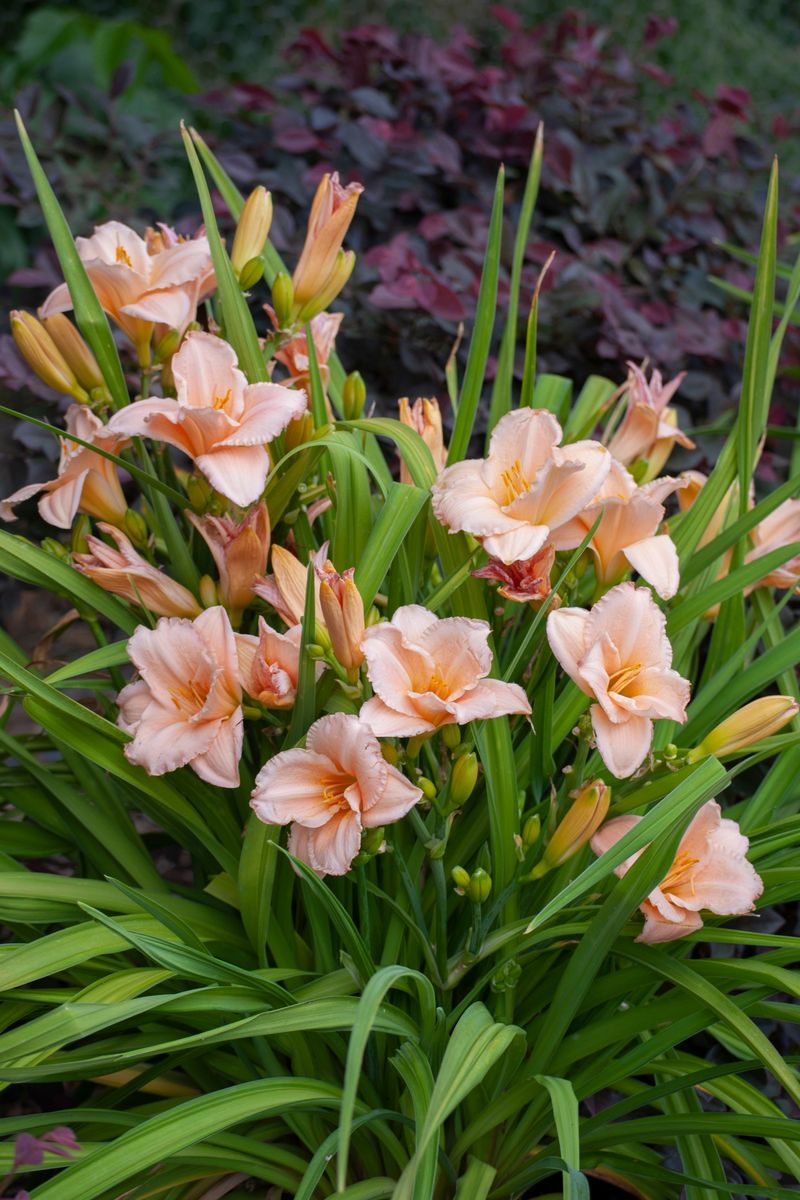 Hemerocallis on and on