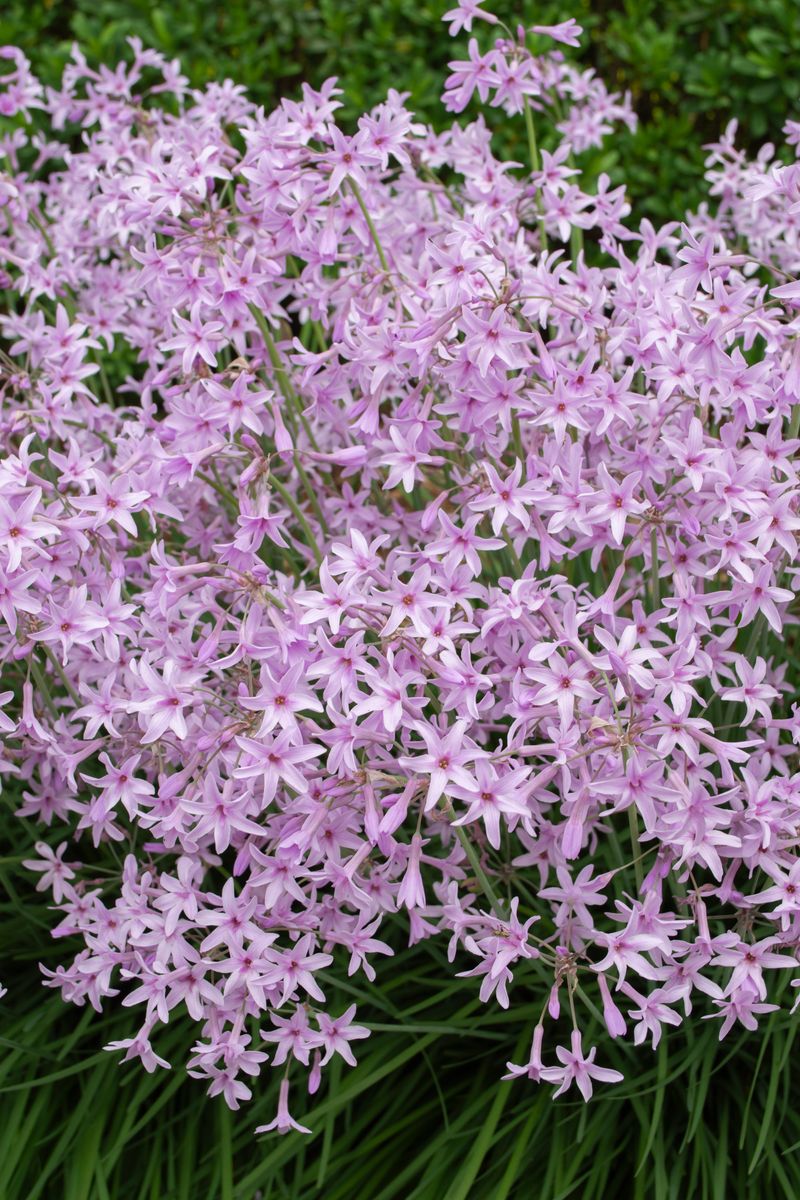 Plant Growers Australia Tulbaghia Dark Star