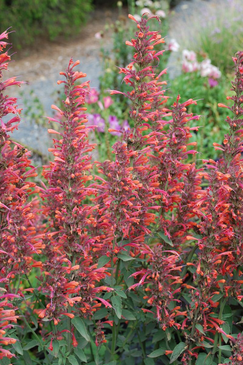 Plant Growers Australia - Agastache Sunrise Fiesta