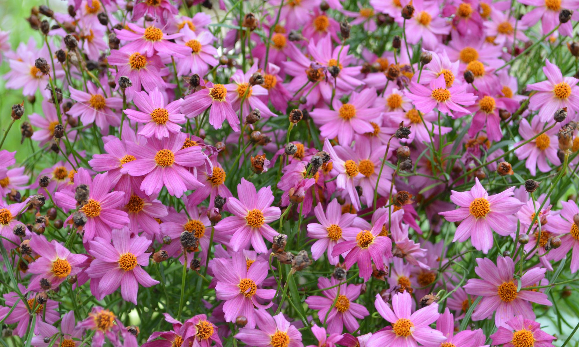 Plant Growers Australia - Coreopsis Pink Lady