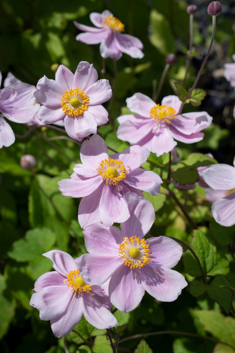 Plant Growers Australia - Anemone Little Princess