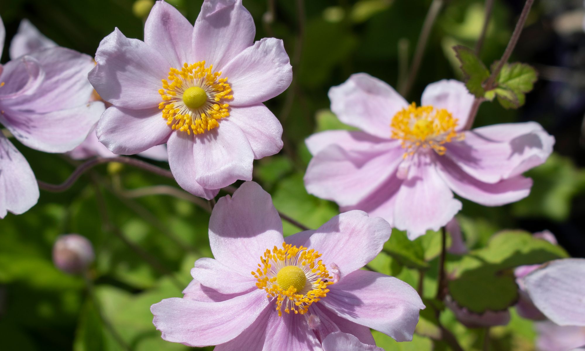 Plant Growers Australia - Anemone Little Princess