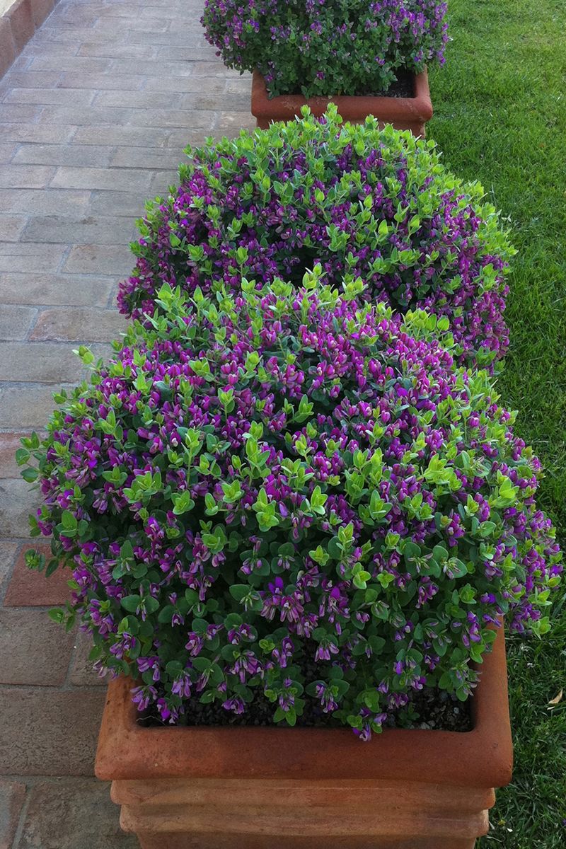 Plant Growers Australia Polygala LITTLE BIBI®