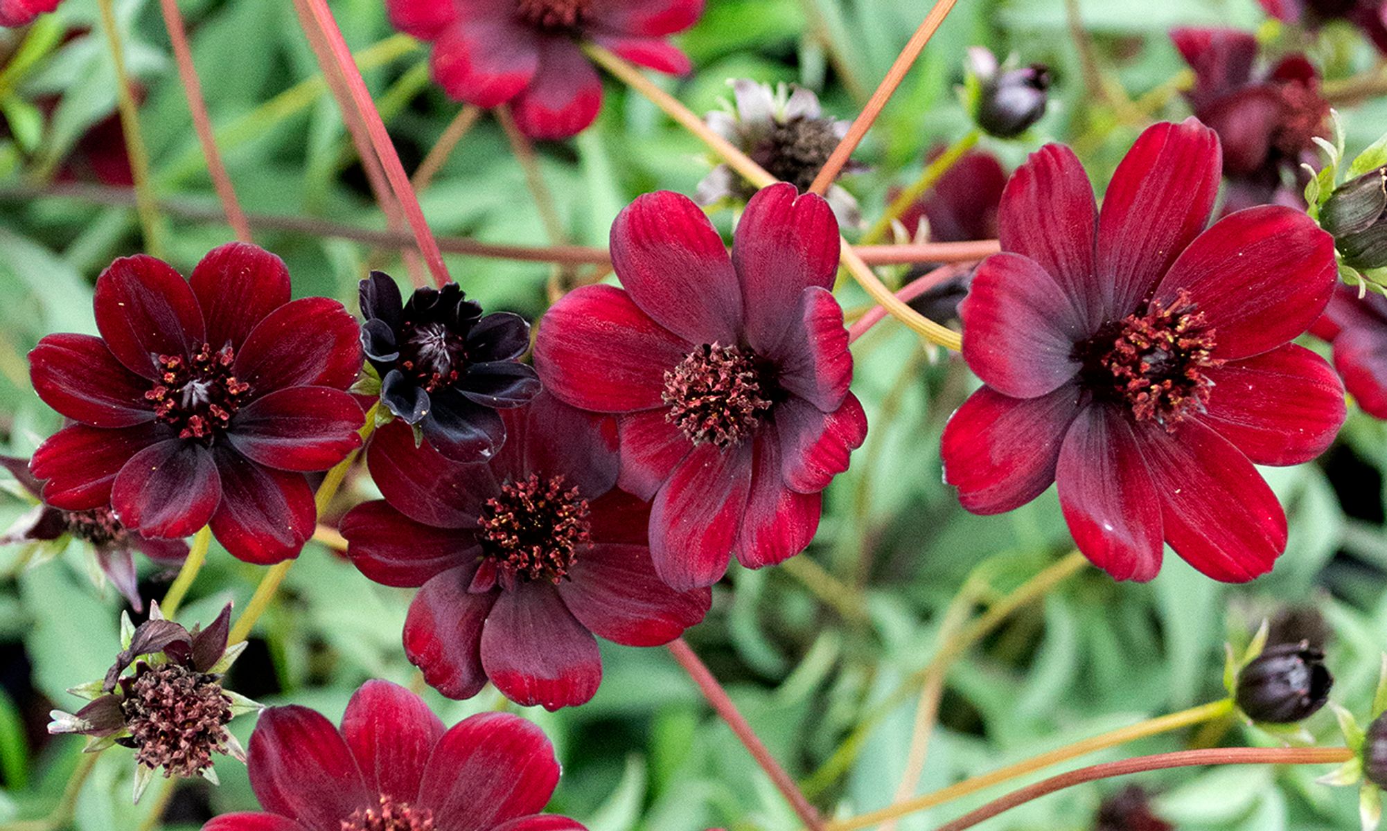 Plant Growers Australia - Cosmos Chocoholic 