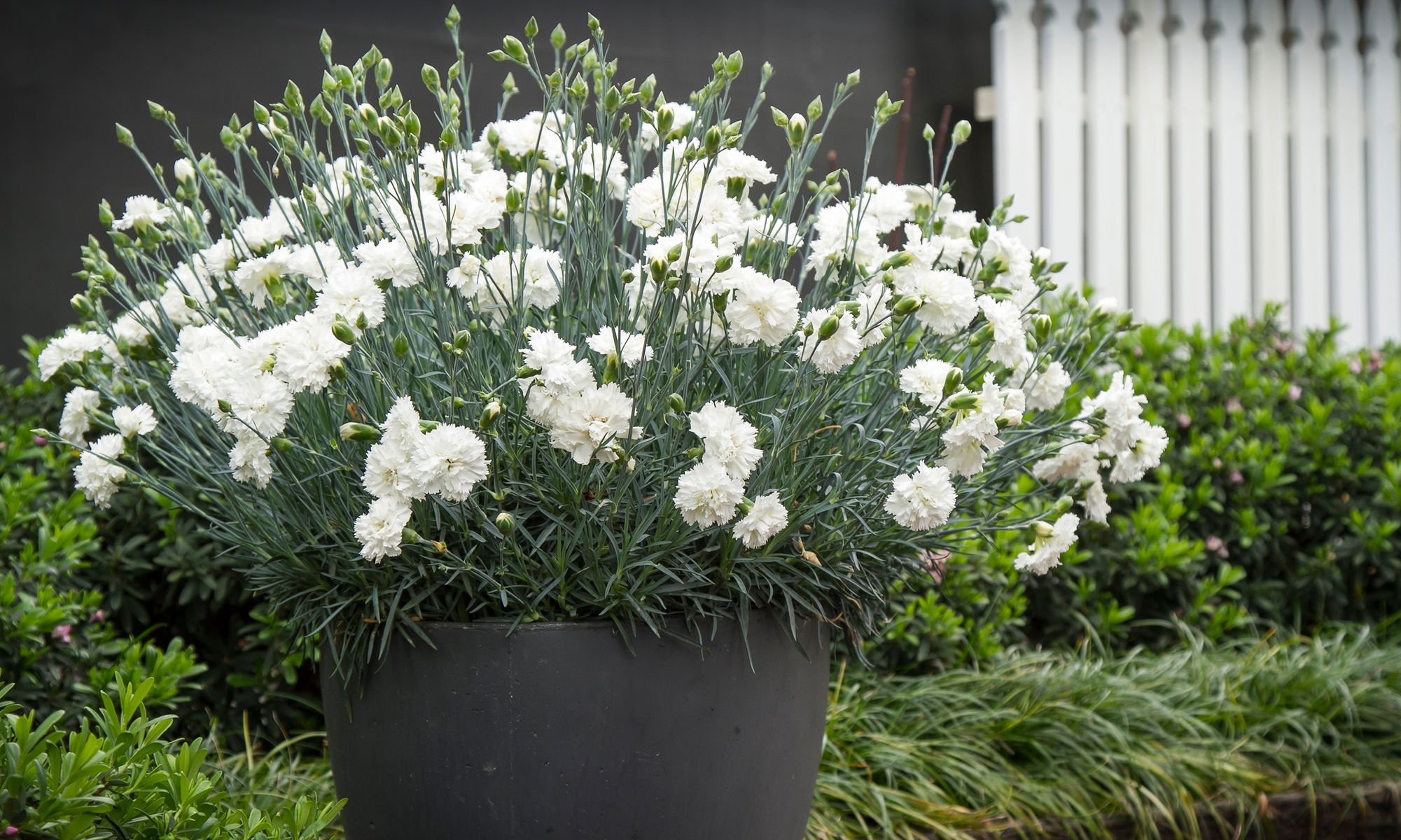 Plant Growers Australia Dianthus Memories