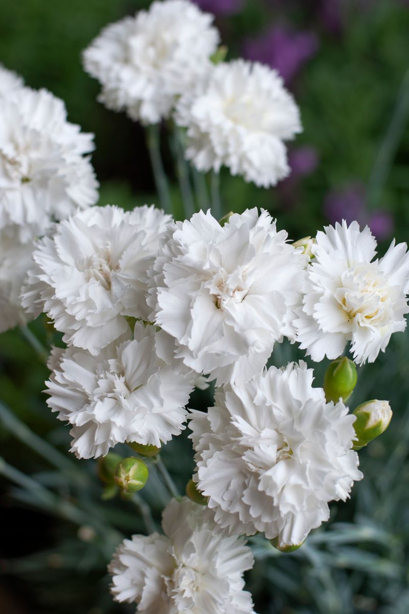 Plant Growers Australia - Dianthus Memories