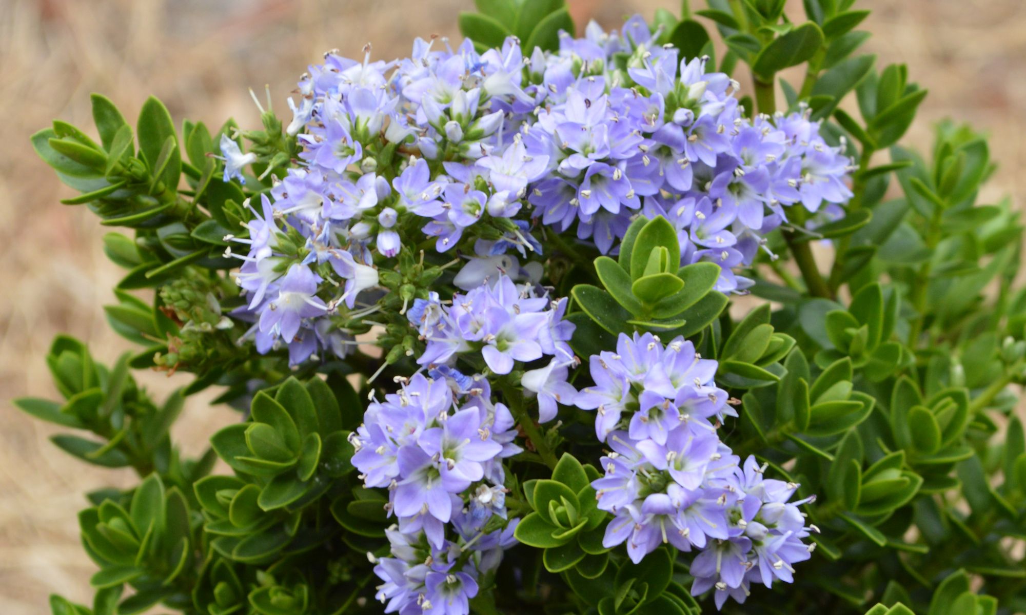 Plant Growers Australia - Hebe Summer Blue