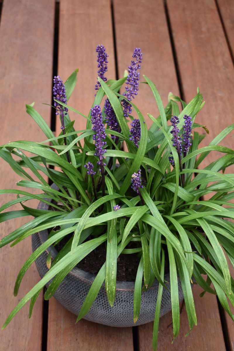 Plant Growers Australia - Liriope Royal Purple