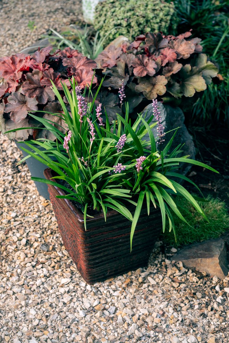 Plant growers australia liriope samantha