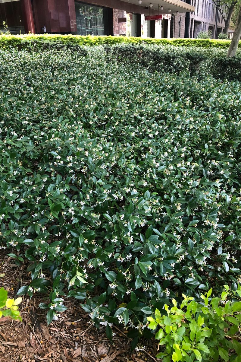Confederate Jasmine Ground Cover