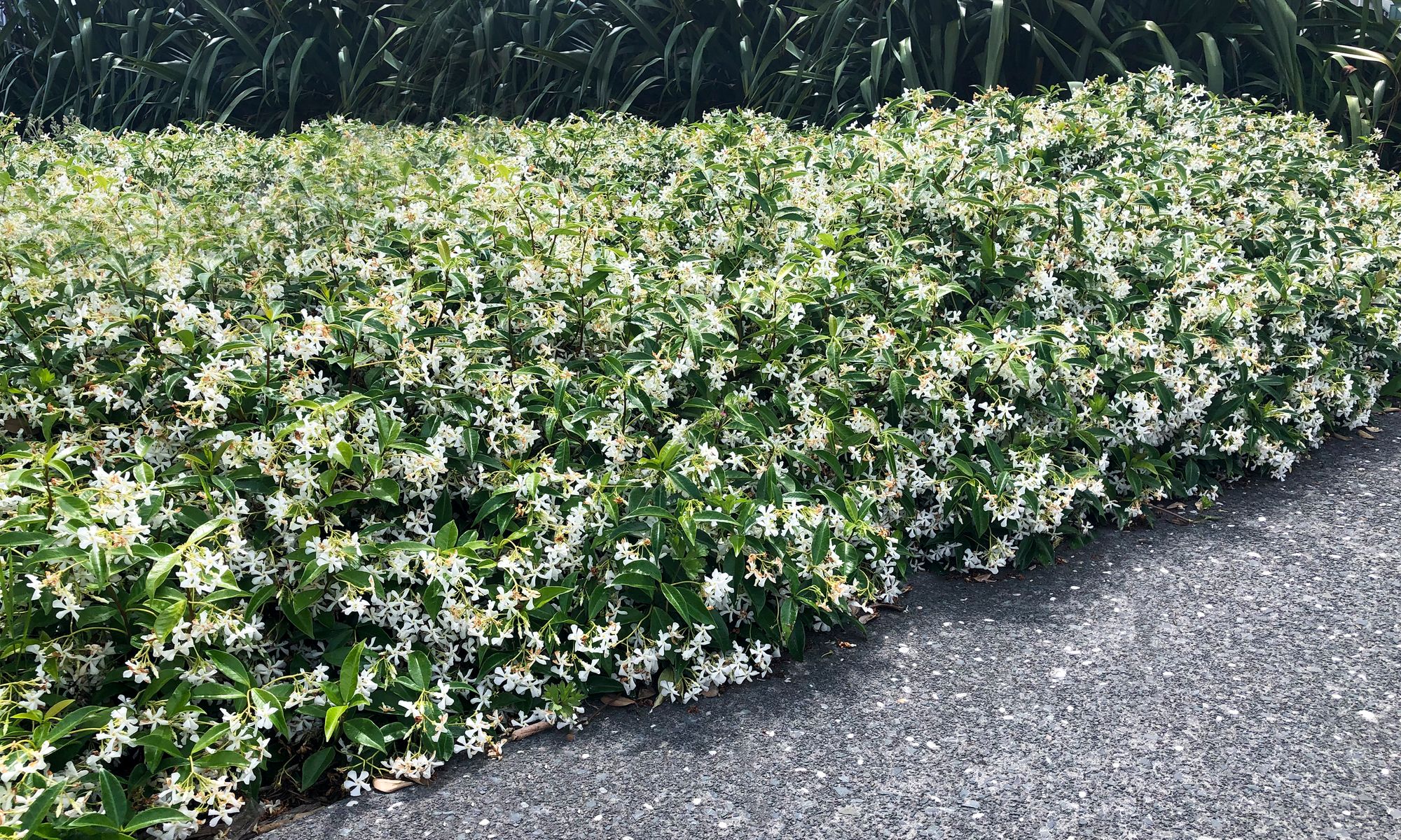 Plant Growers Australia Trachelospermum Star Jasmine